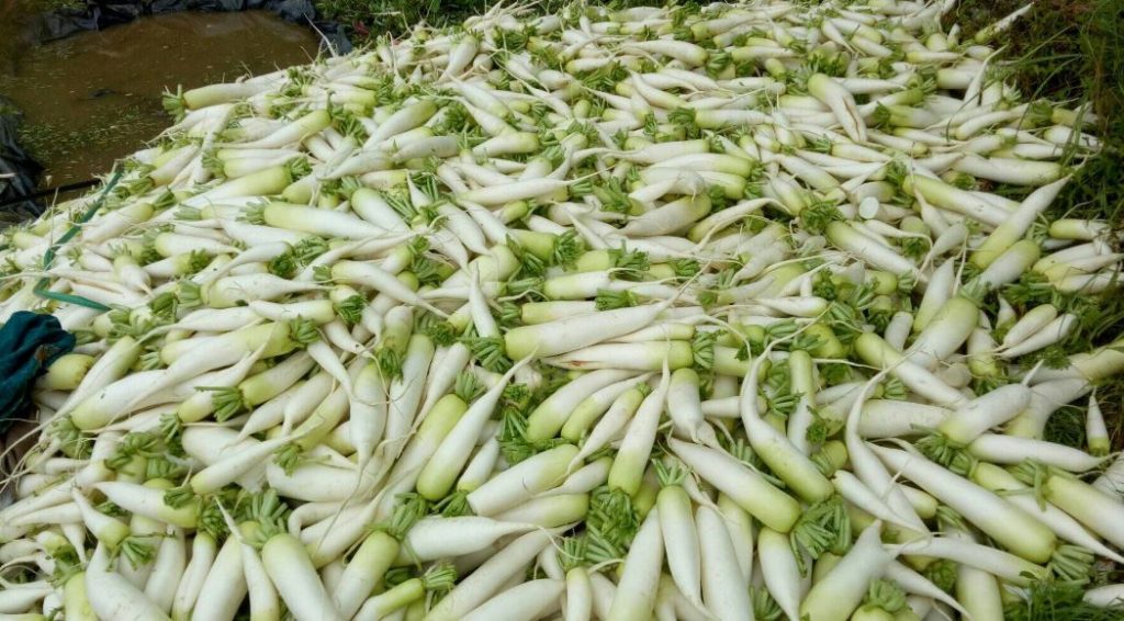 किलोको एक रुपैयाँमा पनि बिकेन थाहा नगरको ‘मुला’