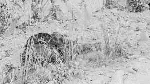 थानकोट-चित्लाङ सडकमा भयानक सडक दुर्घटना, चार जनाको मृत्यु, उद्दार कार्य जारी