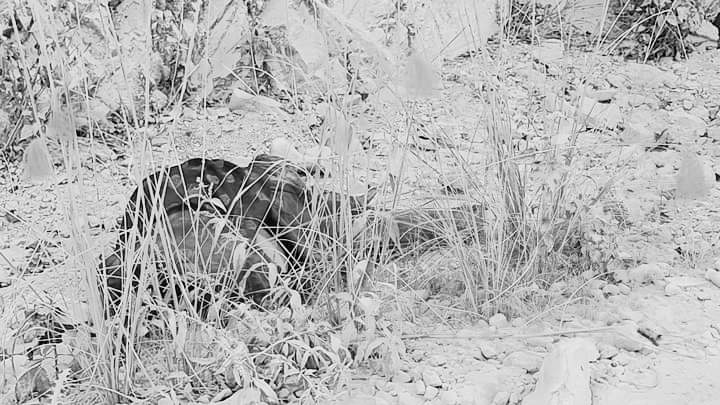 थानकोट-चित्लाङ सडकमा भयानक सडक दुर्घटना, चार जनाको मृत्यु, उद्दार कार्य जारी