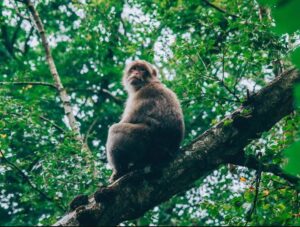 रुख काटेर बाँदर नियन्त्रण गर्ने जनप्रनितिधिको ‘आइडिया’