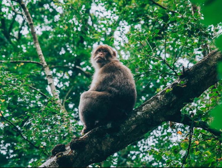 रुख काटेर बाँदर नियन्त्रण गर्ने जनप्रनितिधिको ‘आइडिया’
