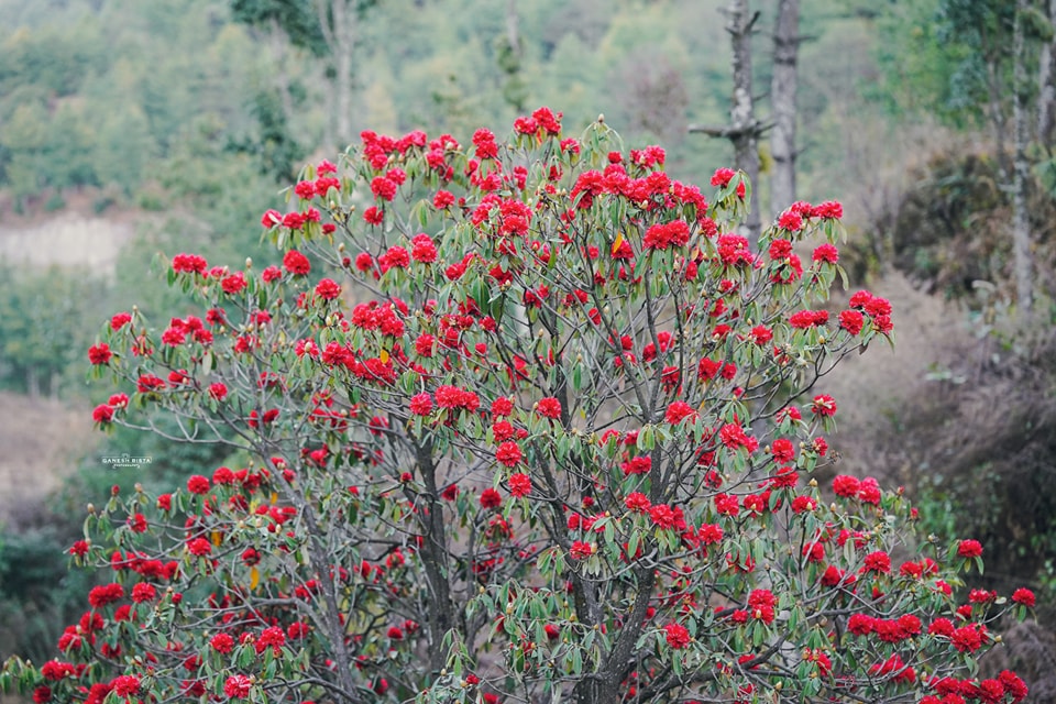 चन्द्रागिरि-कुलेखानी सडक क्षेत्रमा माघमै फुल्यो लालीगुराँस