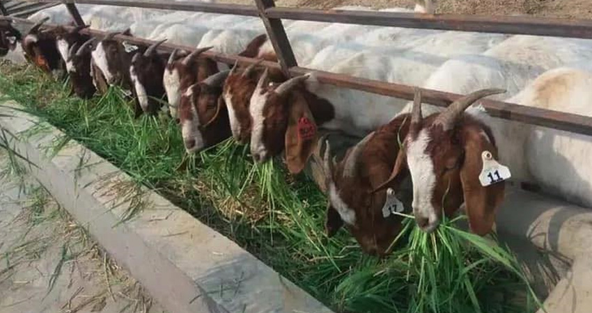 चन्द्रागिरि नगरले यी ५० वटा कृषि फार्मलाई दिँदैछ ६० हजारदेखि २ लाख ५० हजार रूपैयाँसम्म अनुदान