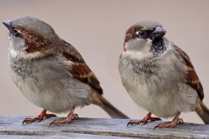भँगेरा संरक्षणका लागि आज मच्छेगाउँमा अन्तर्क्रिया कार्यक्रम हुँदै