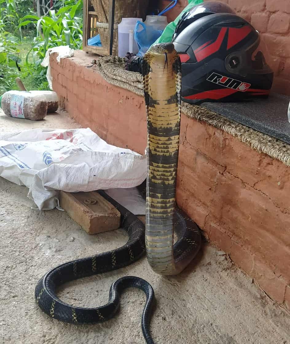 चन्द्रागिरिसहित काठमाडौंका विभिन्न स्थानमा विषालु सर्प सल्बलाउँदै, २२३ जनाको उपचार