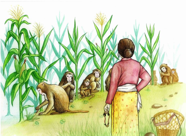 किसानका दुःख, बाँदर र बँदेल धपाउन २० हेरालु नियुक्त