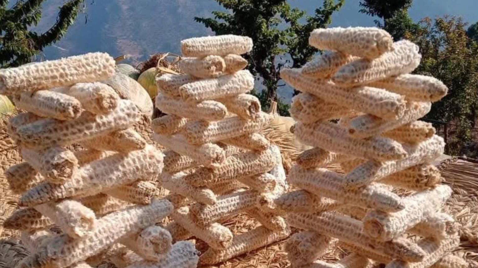 मकैको खोया नफाल्नुस, धादिङको गल्छी गाउँपालिकामा ५ रुपैयाँ किलोमा खोया बिक्री हुने