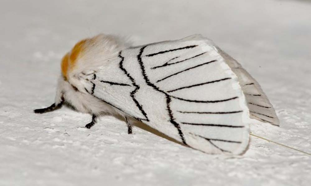 सेतो पुतलीबाट सचेत रहन आग्रह