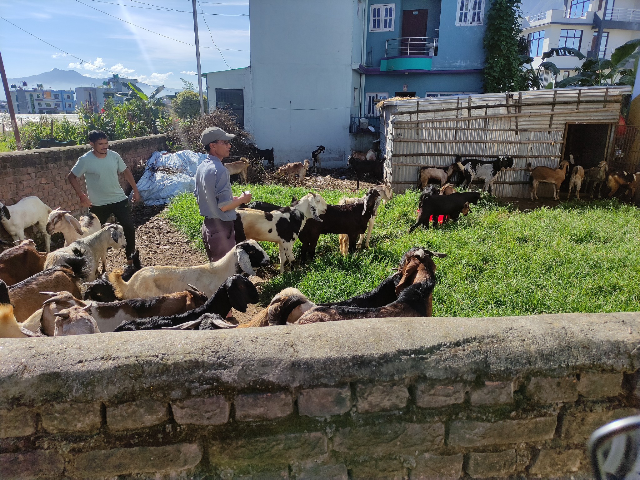 चन्द्रागिरिका दुईसहित उपत्यकाका १० स्थानबाट खसीबोकाको स्वास्थ्य परीक्षण सुरु