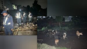 बलम्बुमा मध्यरातमा हावाहुरीका कारण १६ वटा गाई पालिएको टहरा भत्किएपछि….