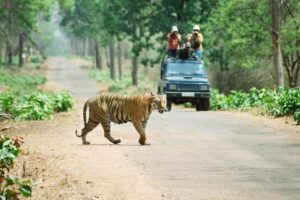 चितवन राष्ट्रिय निकुञ्जमा जिप सफारी पुनः सुरु